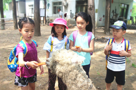 喂萌宠，捡鸡蛋，大自然里快乐多，精诚文化学校暑期班走进大自然