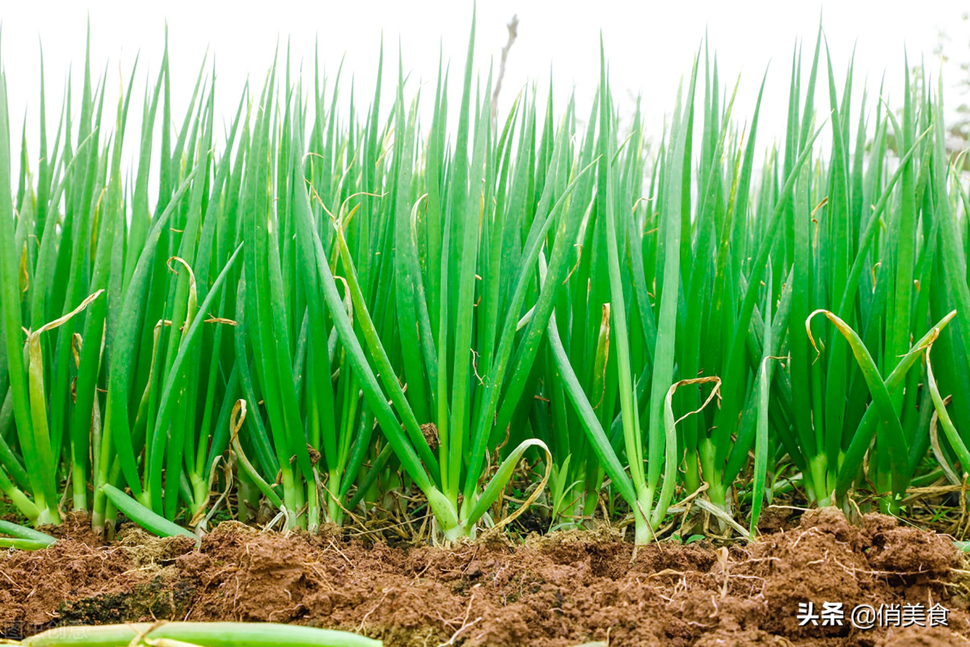 香葱和小葱的区别,春天买大葱和冬天买大葱怎么挑选