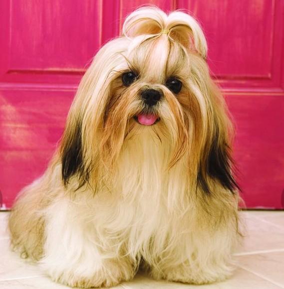 世界上一百种狗的图片,世界十种名贵狗