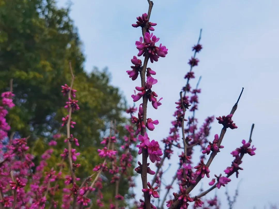 校园春季约拍,校园浪漫约会计划