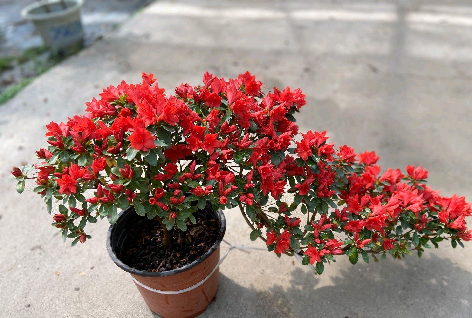 养了一个月的杜鹃花蔫了怎么办,在干燥的北方室内如何养杜鹃花