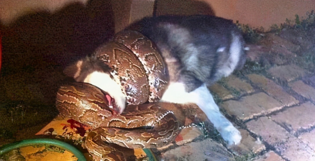 蟒蛇活吞一条蛇,福建泉州蟒蛇吞80多斤羊