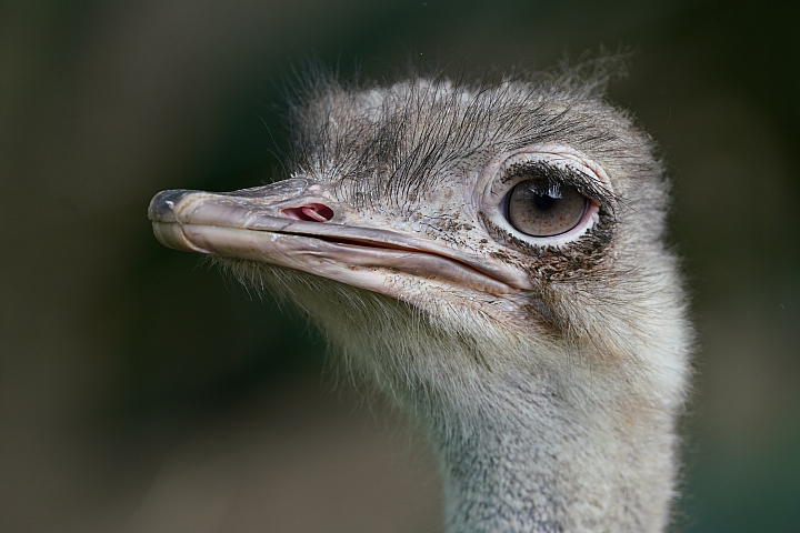 索尼fe50mmf2.5gm测评,索尼fe24f1.4gm大师镜头评测