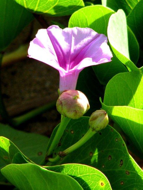 马鞍藤是草药吗,马鞍藤中药别名