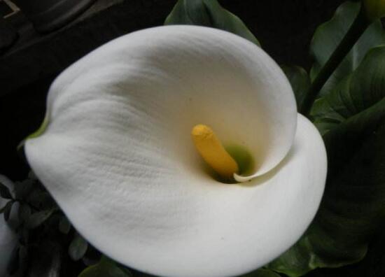 马蹄莲几年了不开花是什么原因,马蹄莲什么时间开花