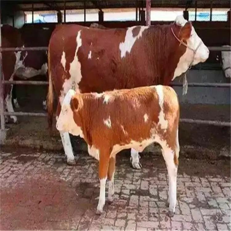 牛结膜炎最佳治疗方法,牛的传染性结膜炎怎么治疗