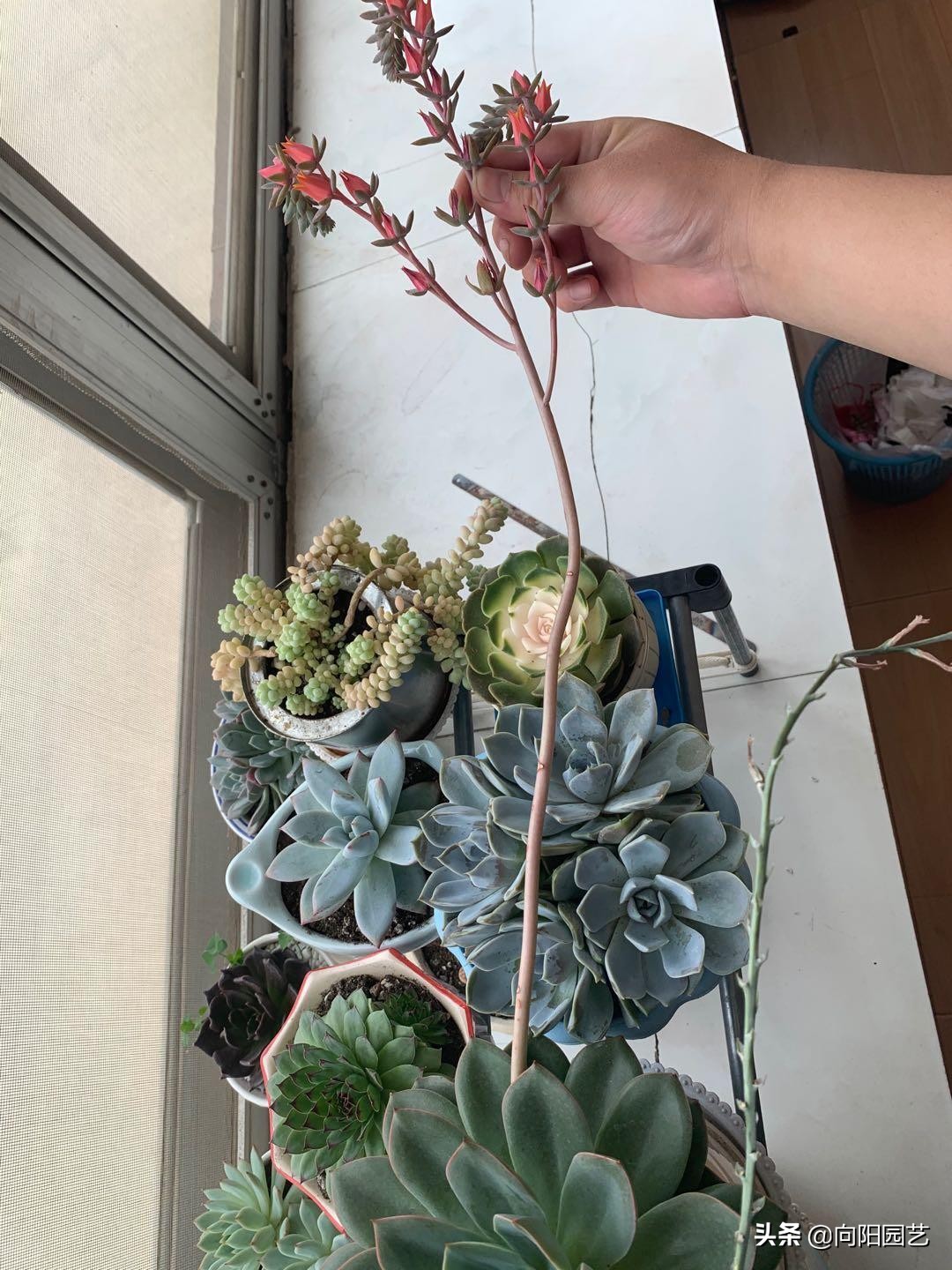 多肉花剑怎么处理,多肉长花箭几月份处理