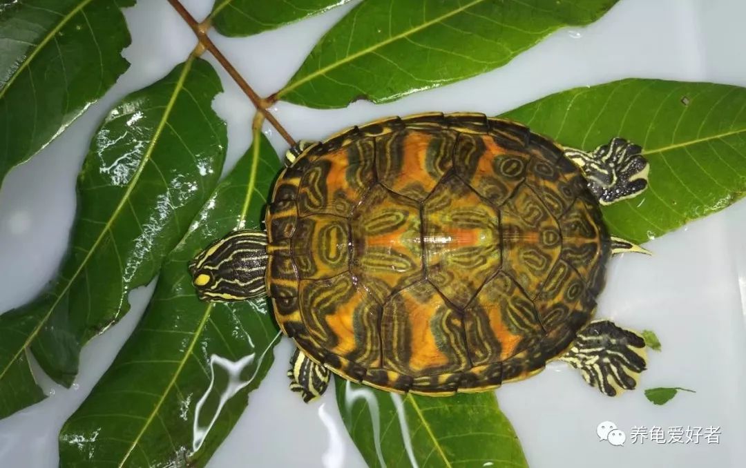 龟缸里的水很脏为什么一点都不臭,龟缸油膜有危害吗