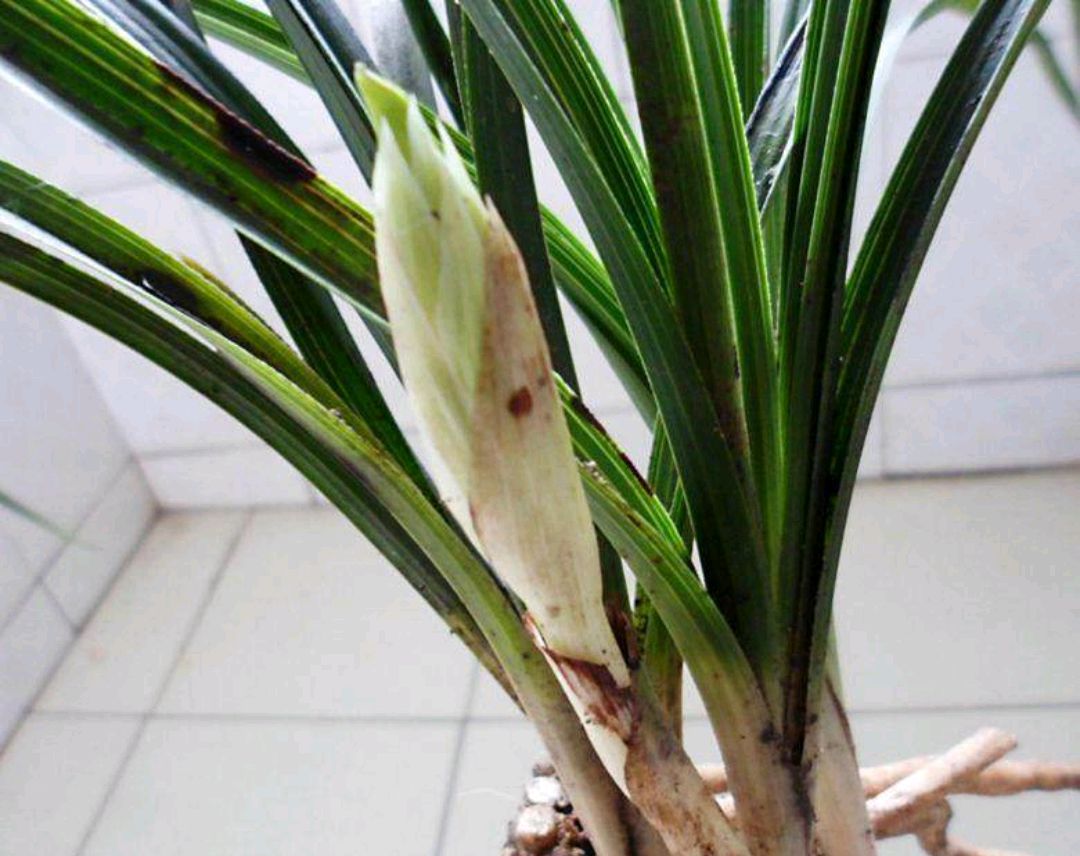 蕙兰出花苞以后怎么养,大花蕙兰花苞怎么养护