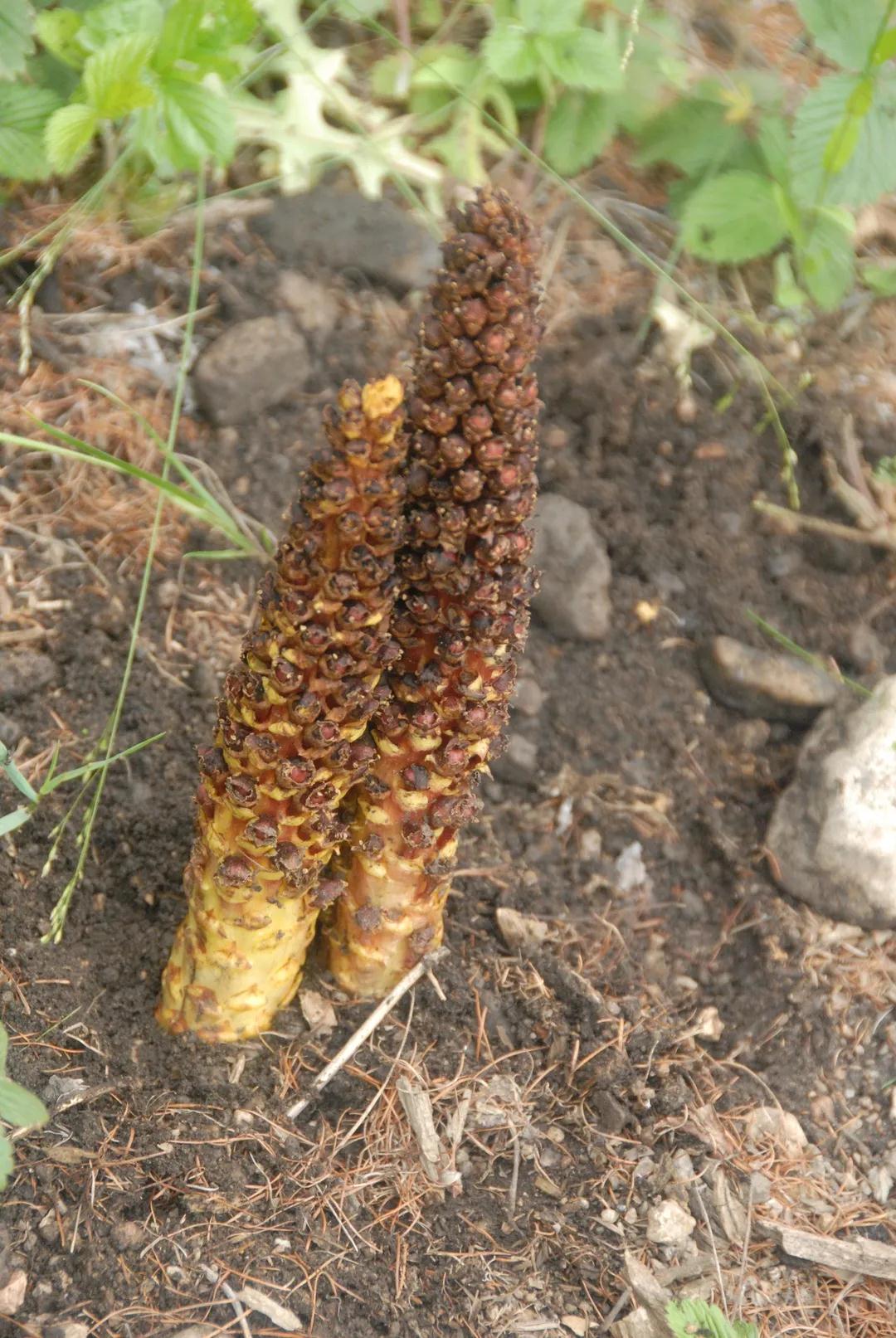 寄生植物科普知识 (有价值寄生植物有哪些)