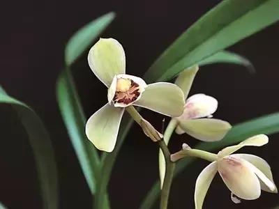 兰花生病长虫怎么办？养兰必知的病虫害和防治方法