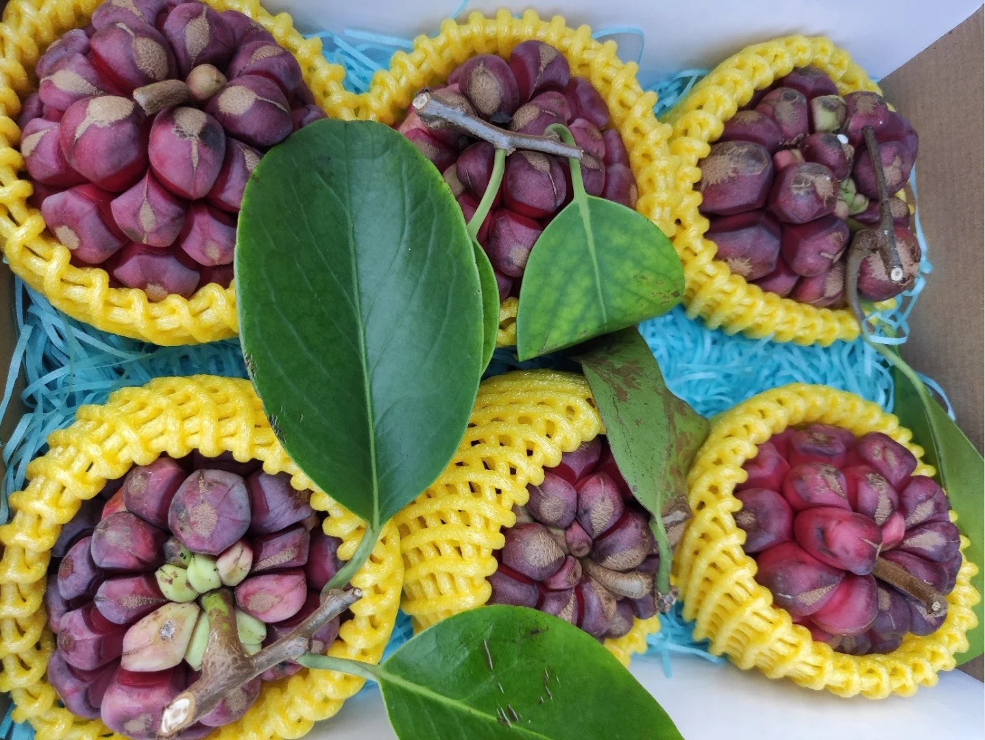 恶魔果实多少钱一瓶,恶魔果实水果多少钱一斤