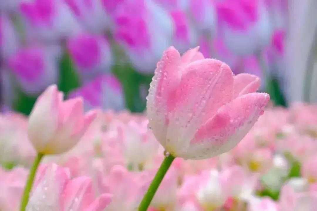 春节游玩攻略正式上线,春节嗨玩攻略