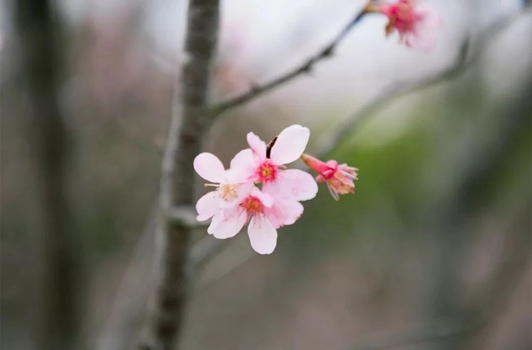 去深圳免费游玩的10个地方,深圳免费游玩景点推荐