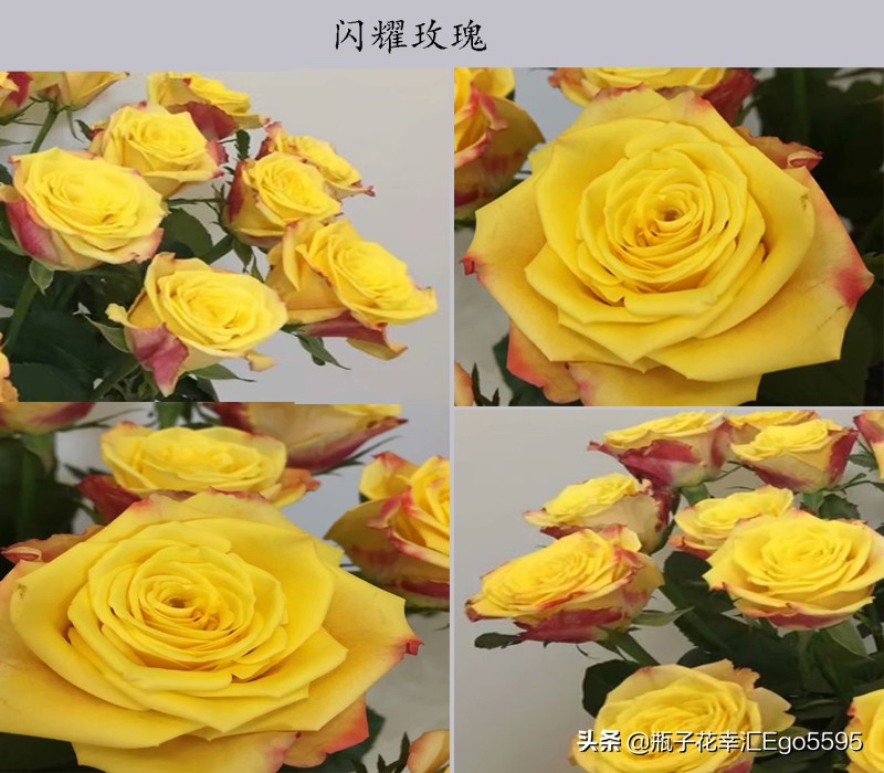 白加黄玫瑰花浪漫花语,粉色玫瑰花和粉色郁金香的花语