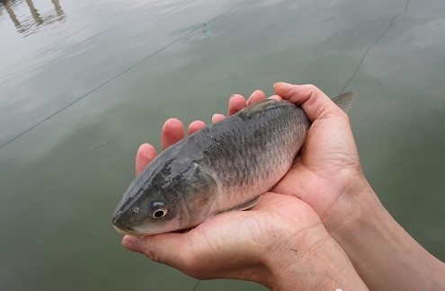 星云湖的危机：太湖银鱼“祸害”30年，如今又患“营养病”？