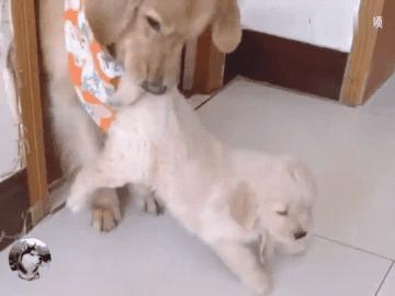 金毛生了一群傻宝宝,金毛跟主人认错