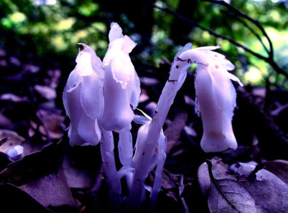 水晶兰被称为死亡之花它有剧毒吗,宁化发现大面积珍稀植物水晶兰