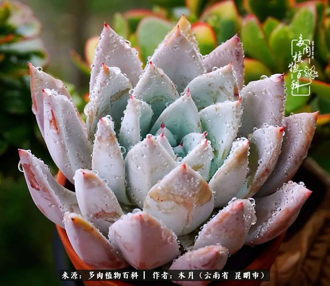 浅冬多肉，终有美好在等候