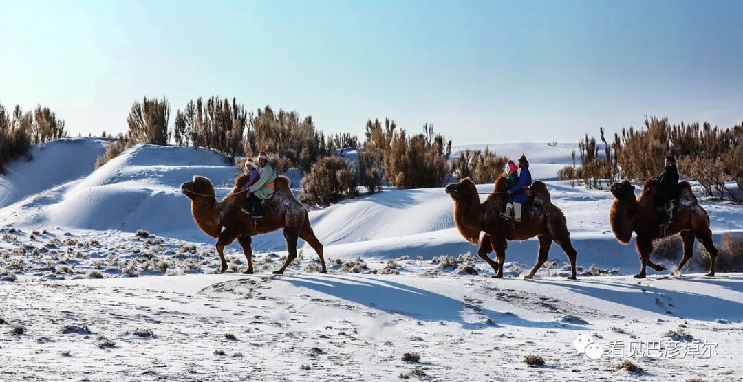 戈壁红驼，乌拉特草原上的珍珠