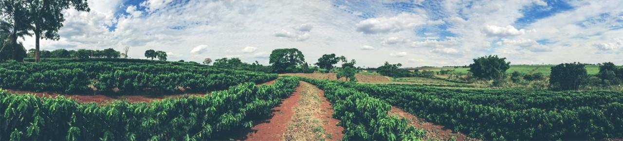 全世界十大咖啡,全世界最好的咖啡沙巴