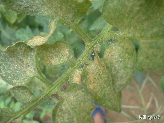 一招解决红蜘蛛,红蜘蛛怎么样有效简单彻底消除