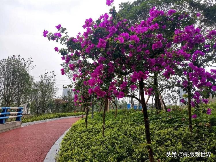 溉澜溪体育公园现在还有花吗,重庆溉澜溪体育公园足球场