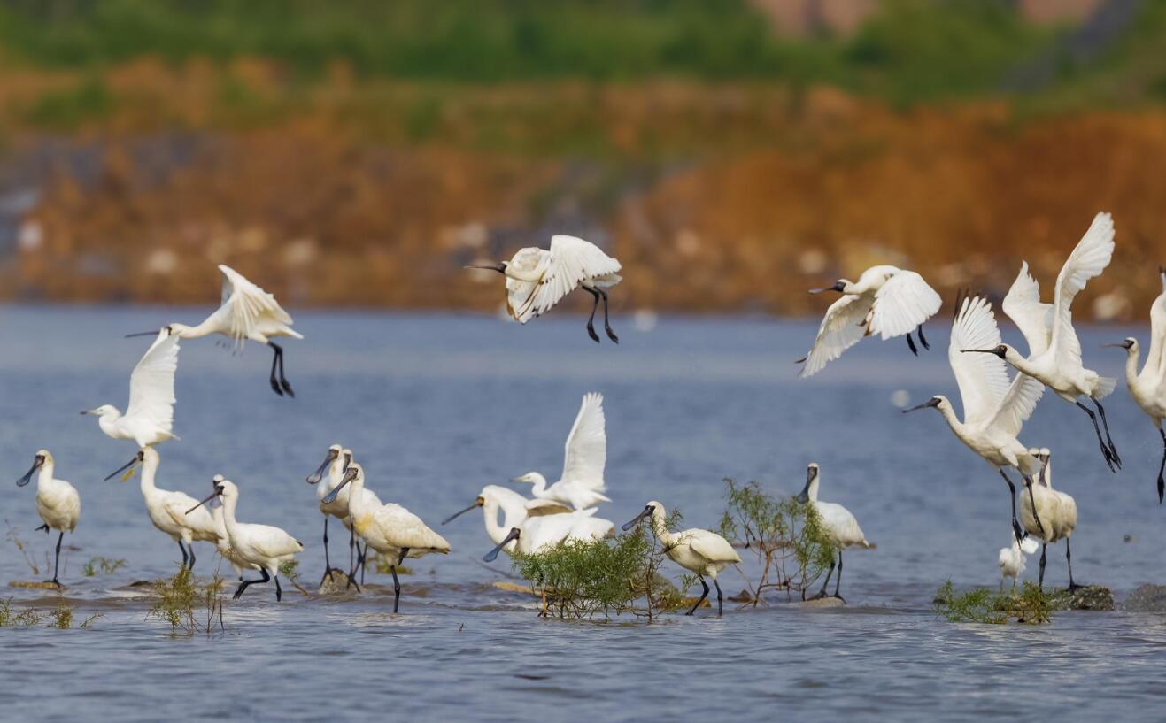 全球十大濒危物种,2024年国家珍贵濒危鸟类