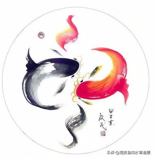 养鱼养五条有什么讲究介绍,养鱼养7条有什么意义