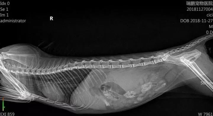 宠物生病前10个征兆,当宠物突然出现怪异行为