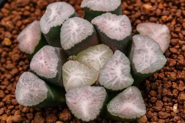 水晶的多肉植物有哪些品种,像水晶的多肉植物图片