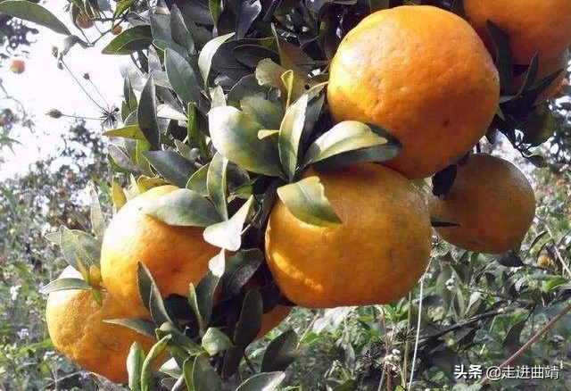 曲靖师宗有什么特色,曲靖市师宗哪里有好吃的