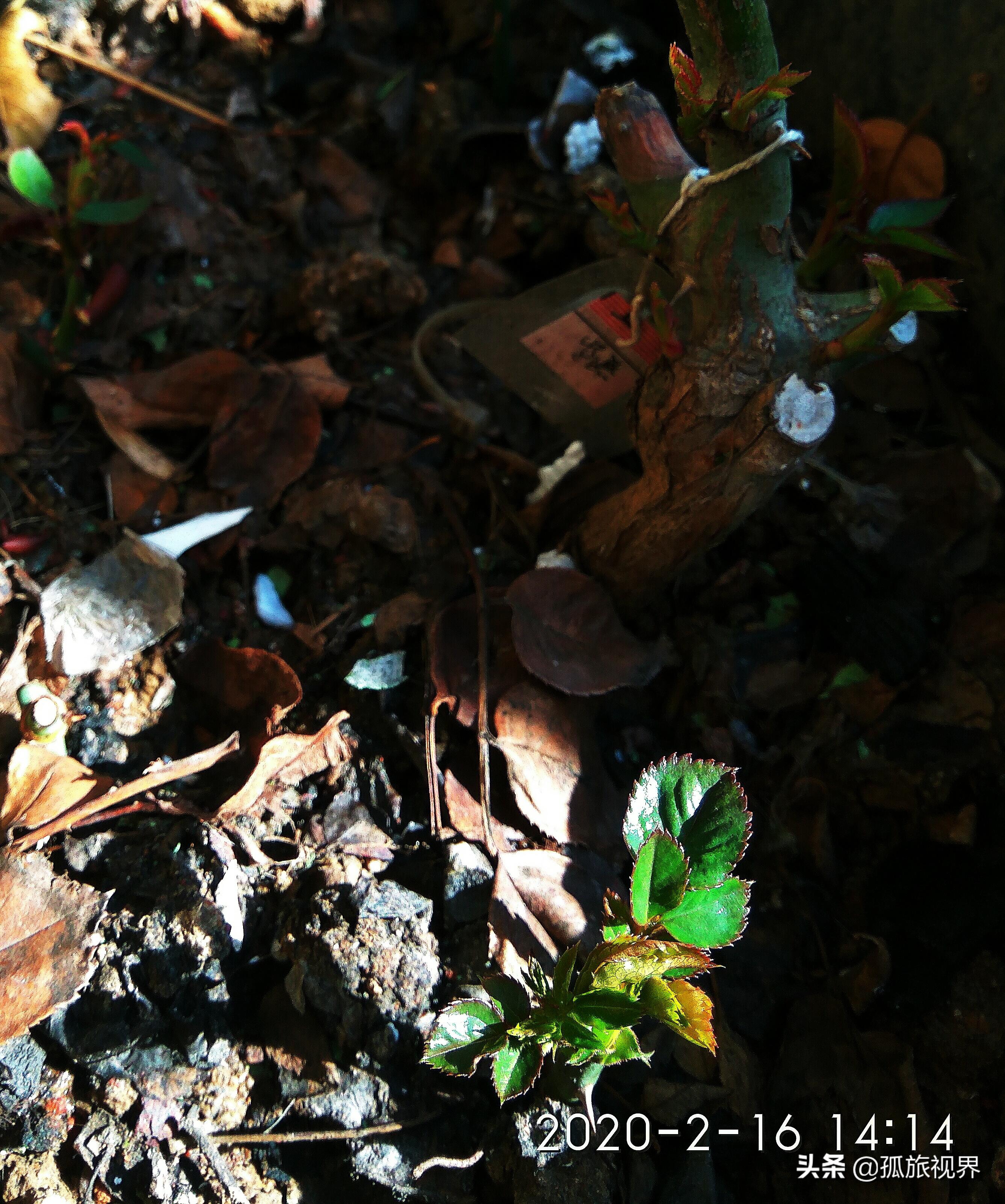 封城日记*一餐饭