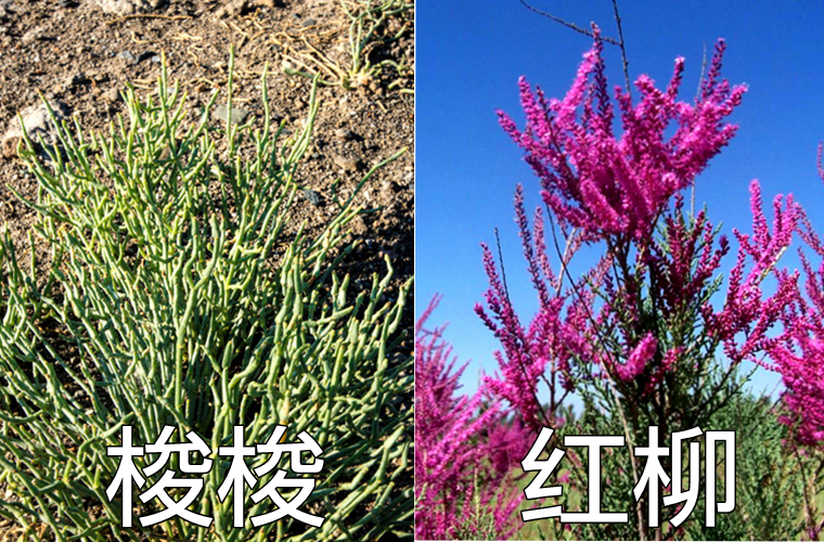 肉苁蓉沙漠植物,沙漠里有没有和肉苁蓉相似的东西
