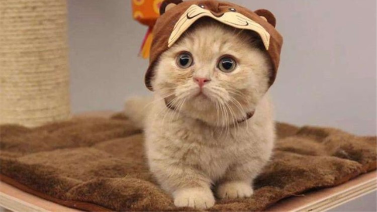 猫咪五种性格类型,猫咪有这6种表现说明你养得好