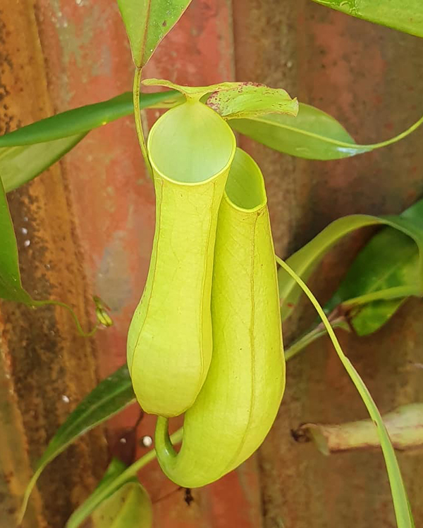 种植什么植物能驱蚊蝇,养什么植物驱蚊驱蝇