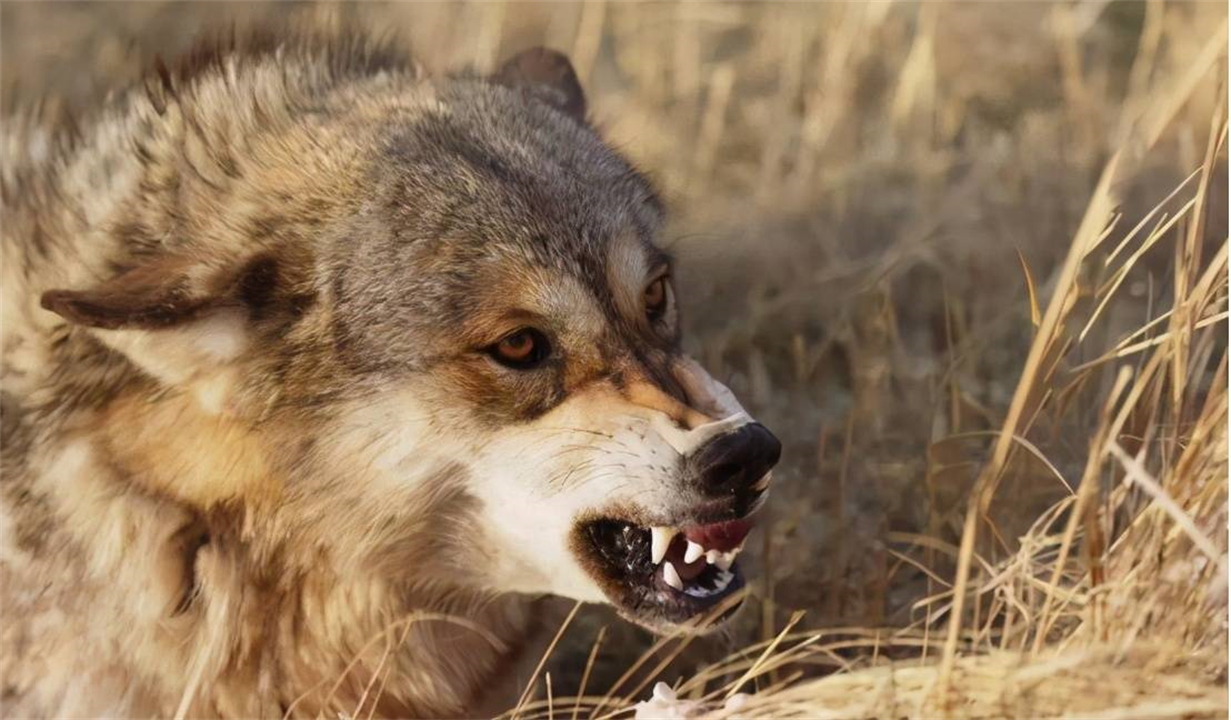 大象为什么不被其他动物吃掉,为什么食肉动物不吃大象