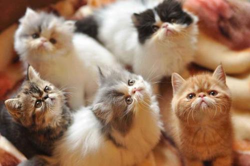 为什么雄性猫要长倒刺，在繁衍时故意刮伤雌性？这倒刺可不简单