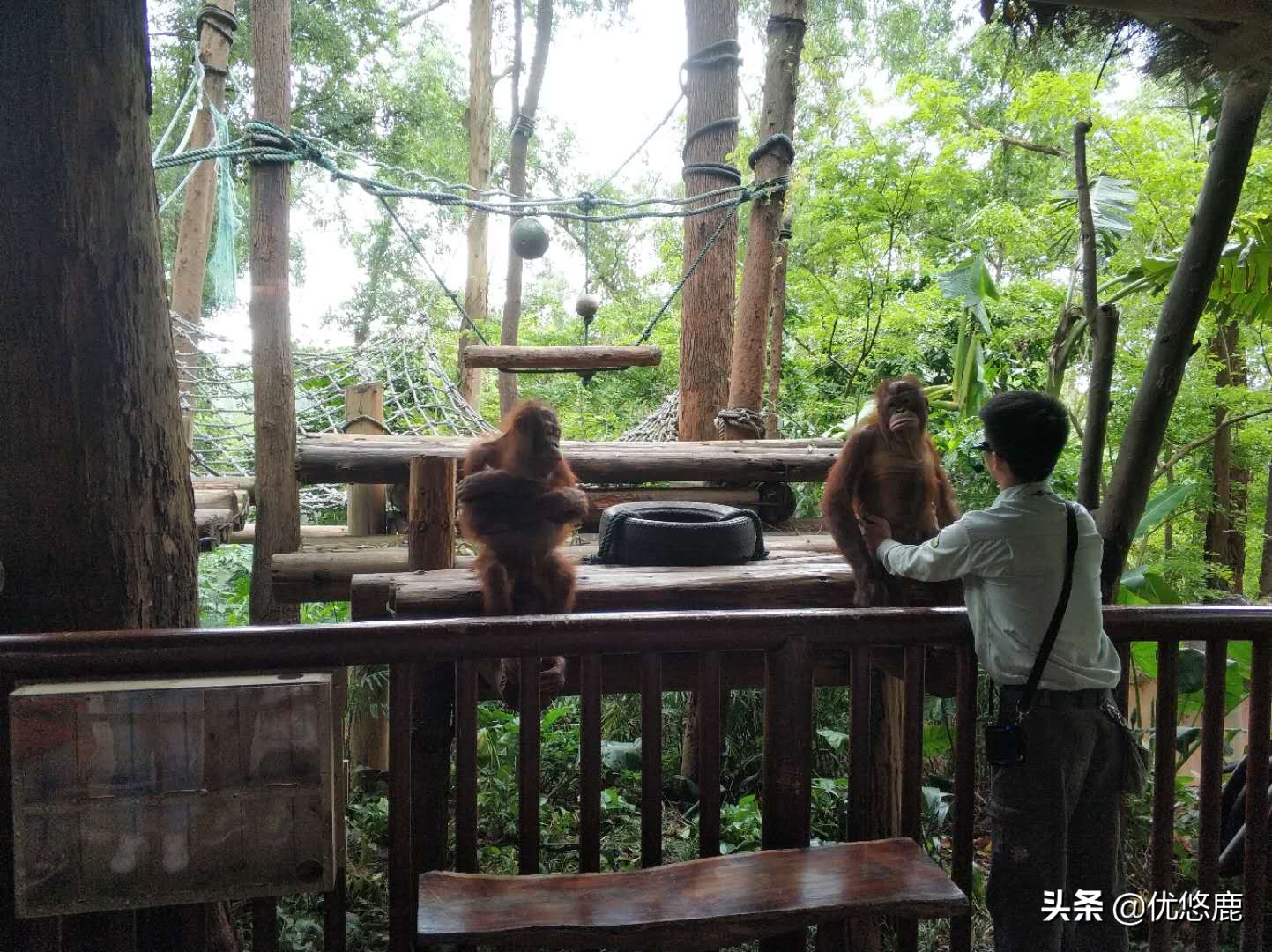 广州长隆野生动物园自驾大马戏,广州长隆野生动物园攻略马戏表演