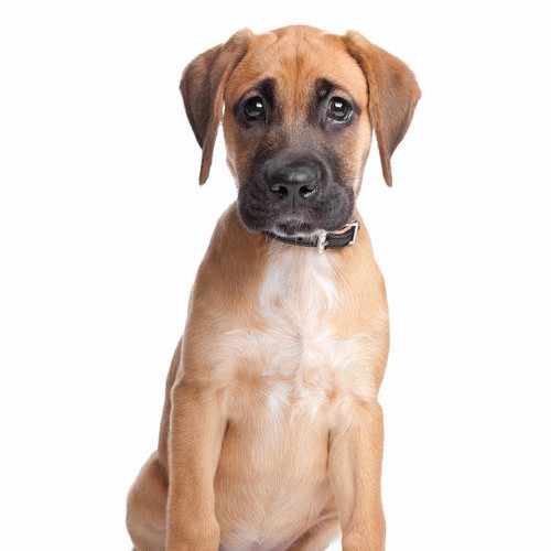 带有铲屎官期望的宠物名字,铲屎官叫猫咪的名字