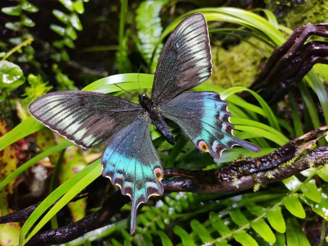 过年换什么手机好更有性价比,过年了买什么手机最合适