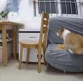 当你养了柯基时,等于拥有了挖掘基、战斗基、老司基等8只基