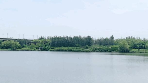 浐灞国家湿地公园最美地方,浐灞湿地公园有啥好玩的