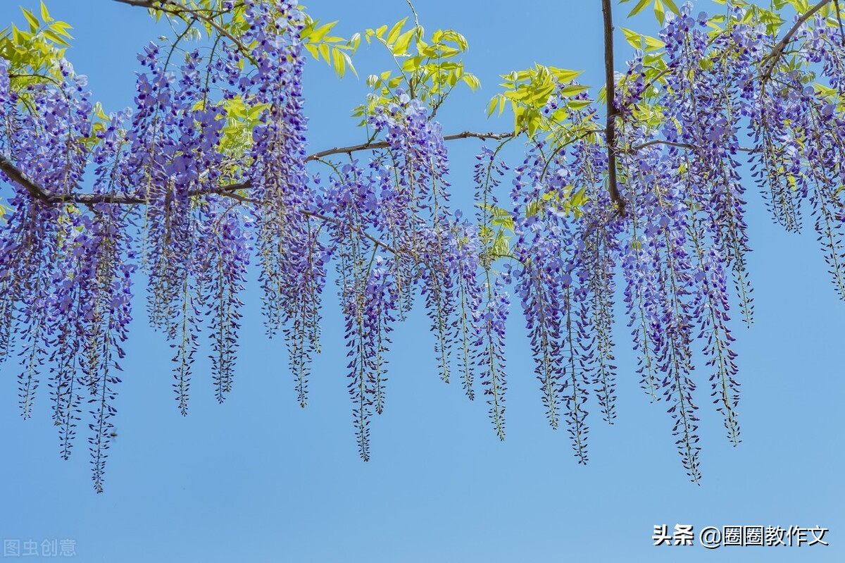 二年级作文春200字,春意正浓二年级作文