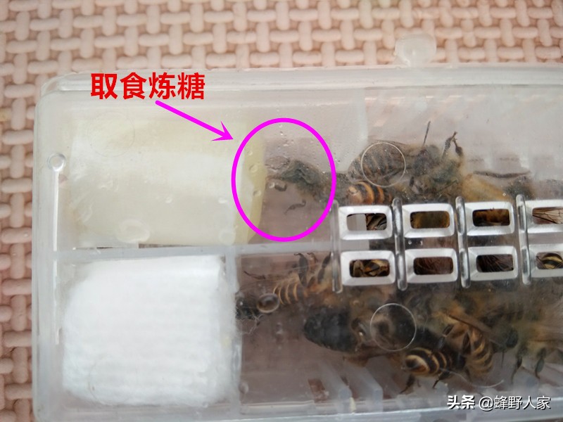 蜜蜂蜂王远嫁他乡，作为娘家的养蜂人需要准备哪些嫁妆