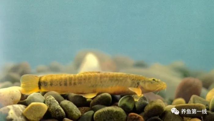 十种常见的水生动物,鳅科动物图片