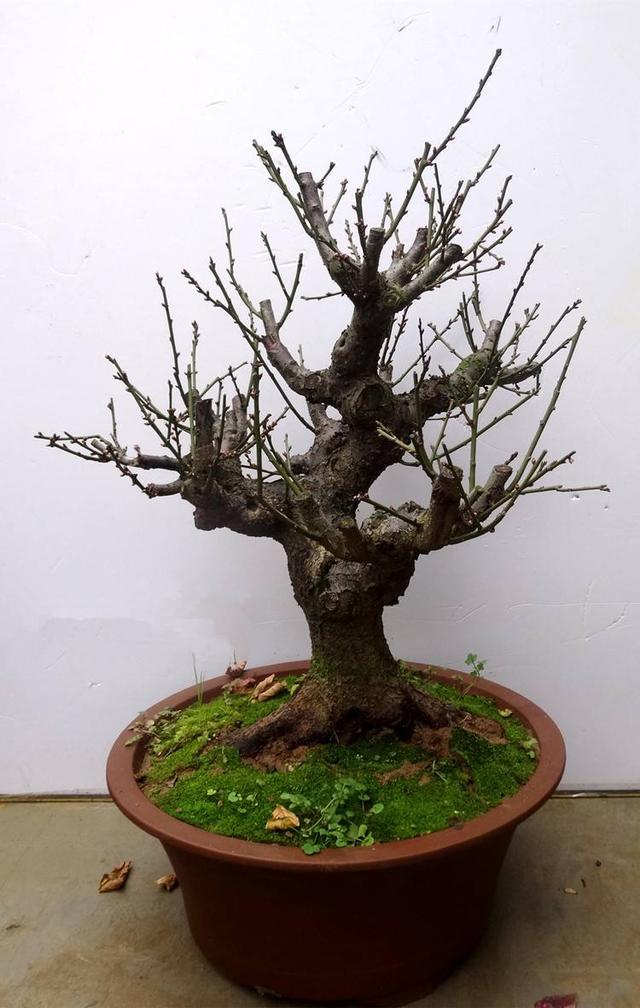 盆景梅花老桩怎么上盆,无花果老桩上盆多久发新芽