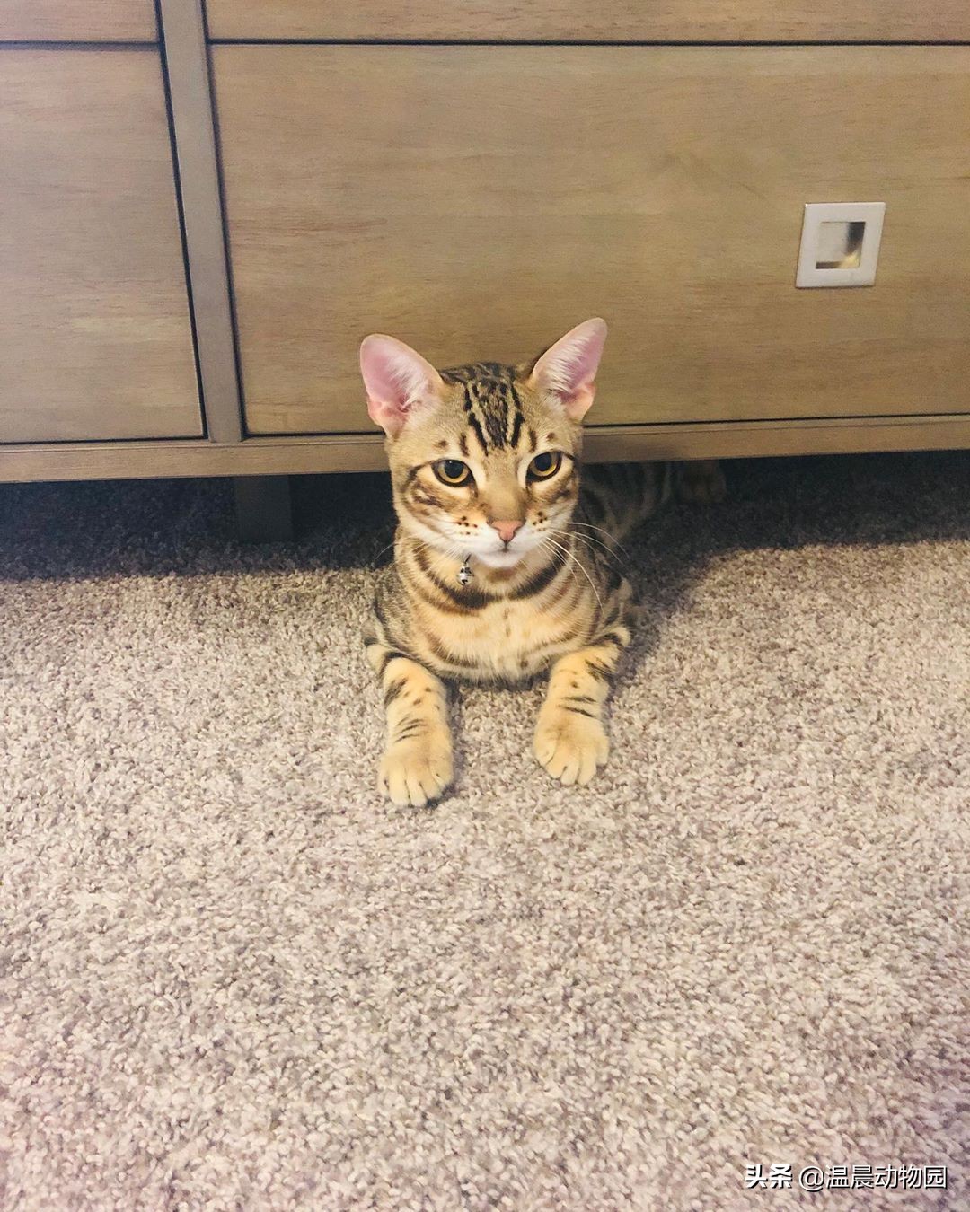 猫咪刚到家需要注意什么事项,猫咪刚到新家如何防止乱叫