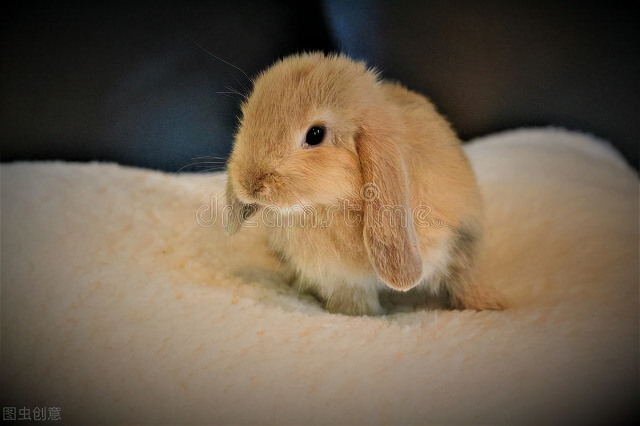 兔子脚上长癣是什么原因,兔子掉毛长癣用什么药