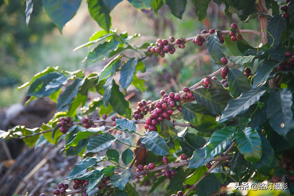 世界春城排行榜云南独占6城,云南世界第一春城